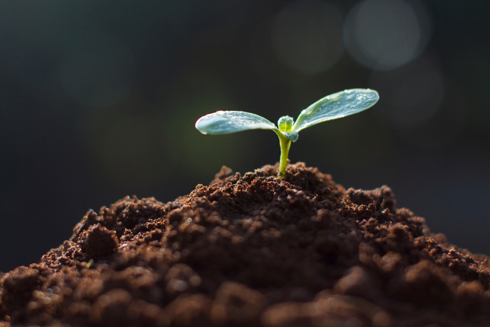 A small green seedling with two leaves breaking through dark soil, backlit in natural light.
